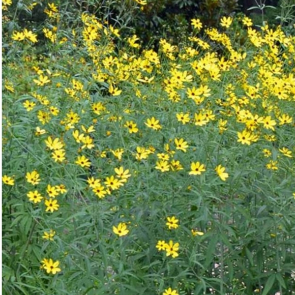 Fern Leaf Coreopsis. 4 plants $15 - Picture 2 of 2